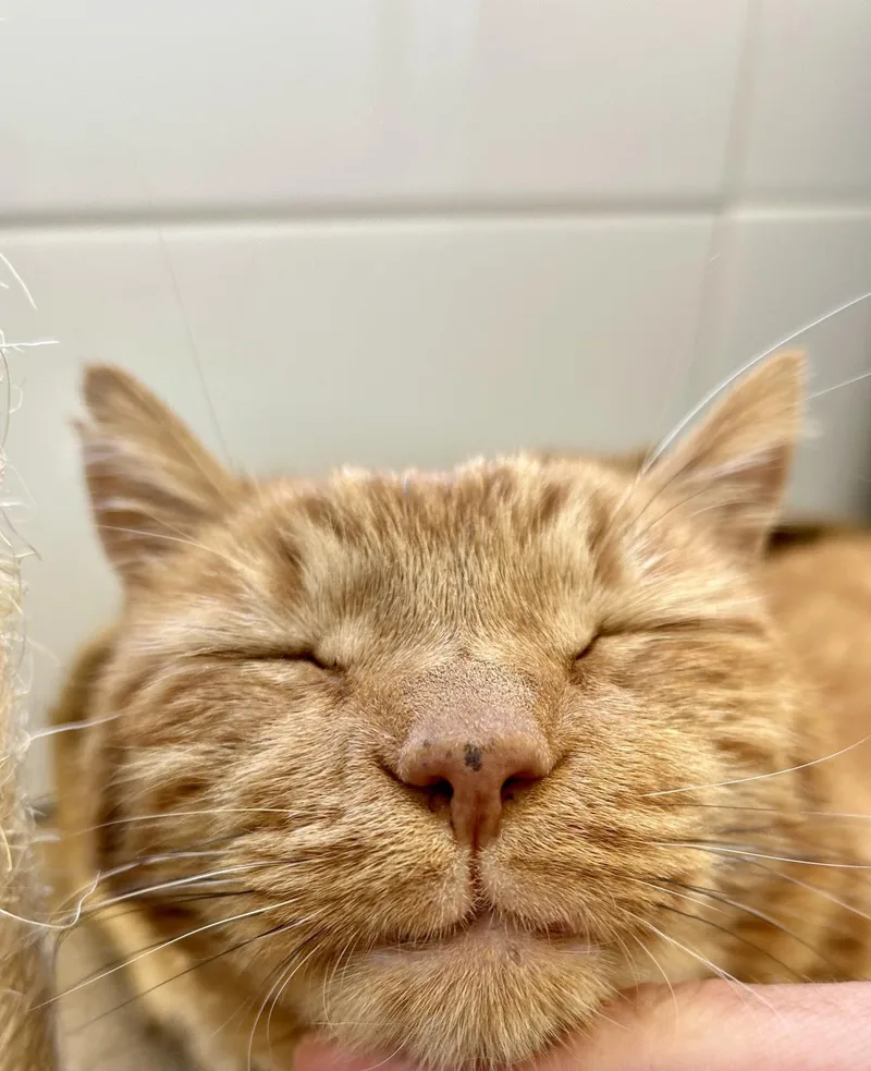A senior large-sized male Orange / Red Domestic Short Hair cat named Tigger for adoption in La Jolla, CA
