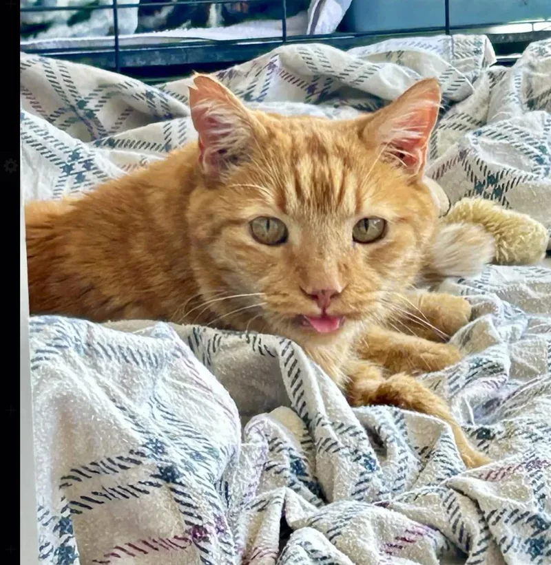 Tigger thumbnail 2