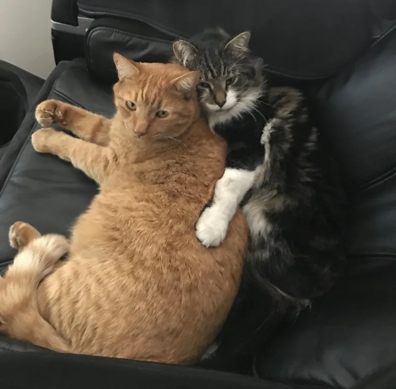 Tigger thumbnail 3