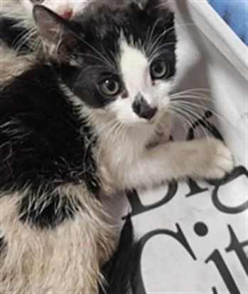 A baby medium-sized male Domestic Short Hair cat named Mordecai for adoption in Los Angeles, CA