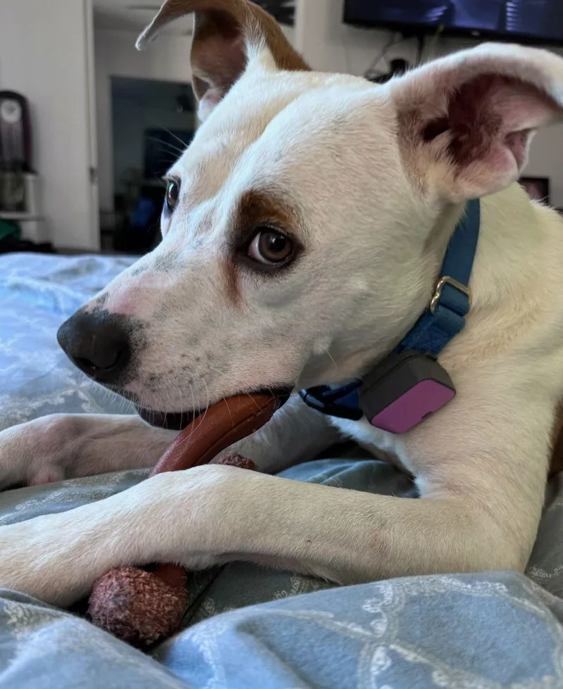 Teddy  Soft As thumbnail 2