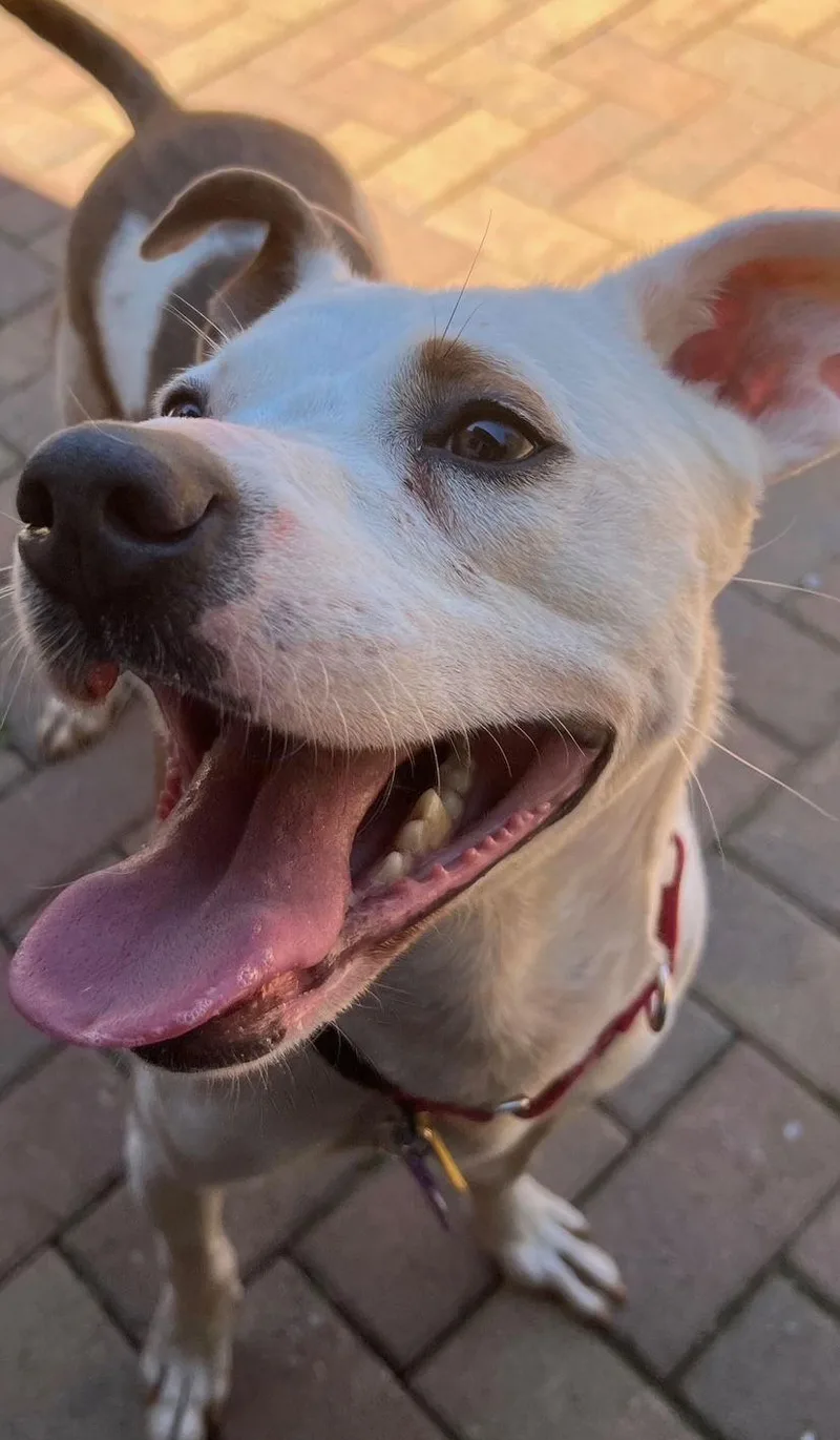 Teddy  Soft As thumbnail 3