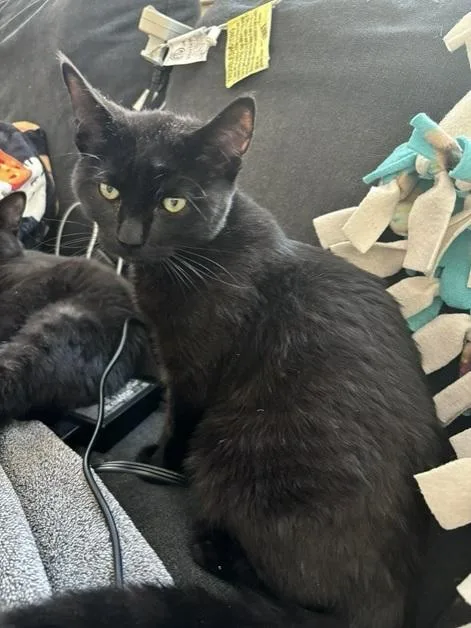 A baby medium-sized male Black Maine Coon cat named Squid for adoption in Melrose, MA