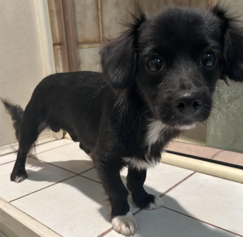 Pepper