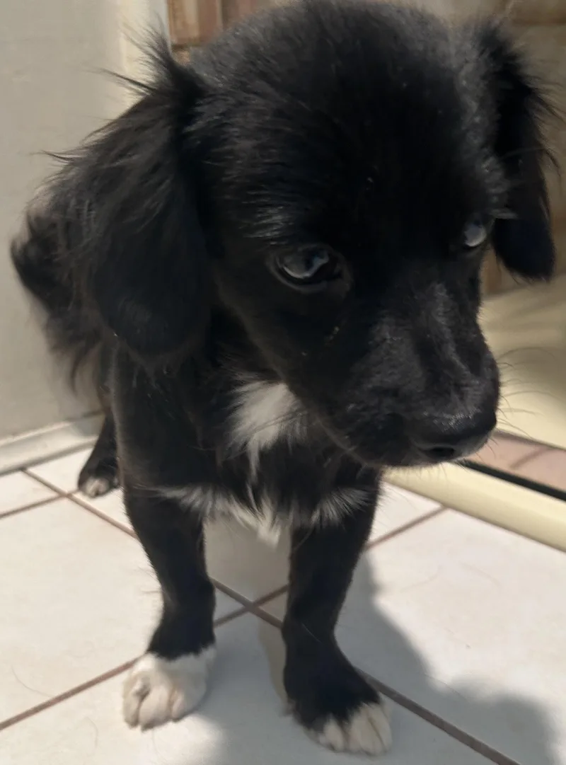 Pepper thumbnail 2