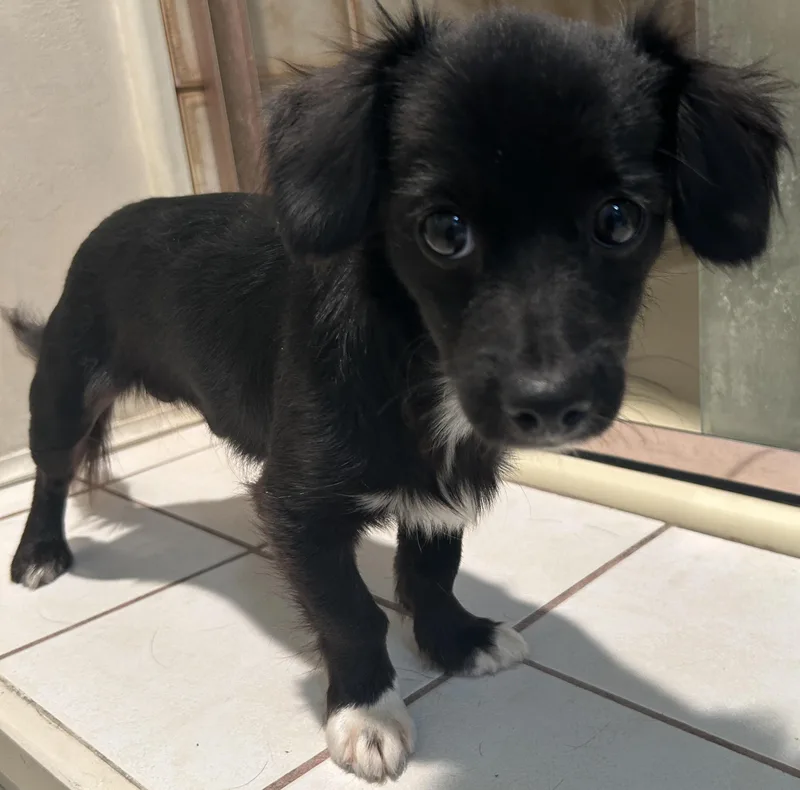 Pepper thumbnail 4