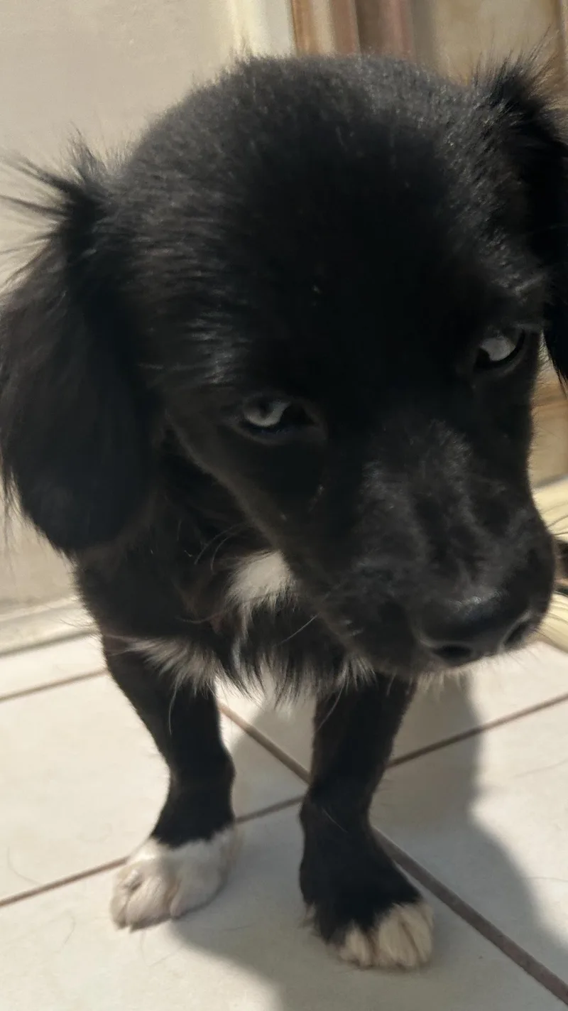 Pepper thumbnail 5