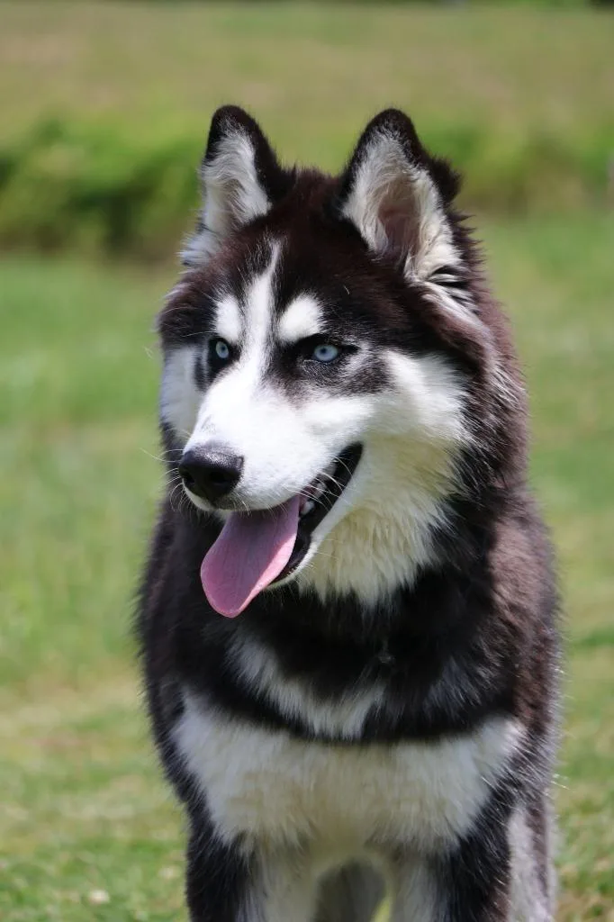 A baby large-sized male Mixed Breed dog named Luther for adoption in Columbia, TN