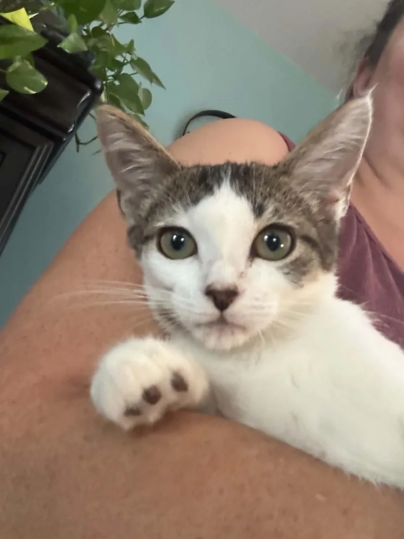 A baby medium-sized female Turkish Van cat named Bobby for adoption in Tehachapi, CA