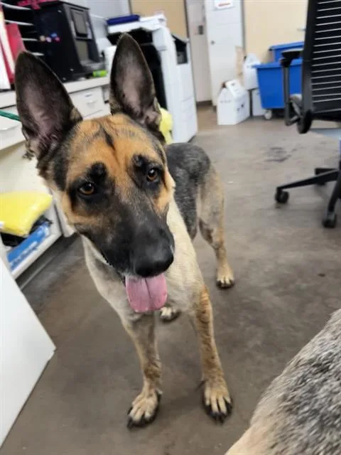 A young large-sized male Mixed Breed dog named Nico for adoption in Dallas, TX