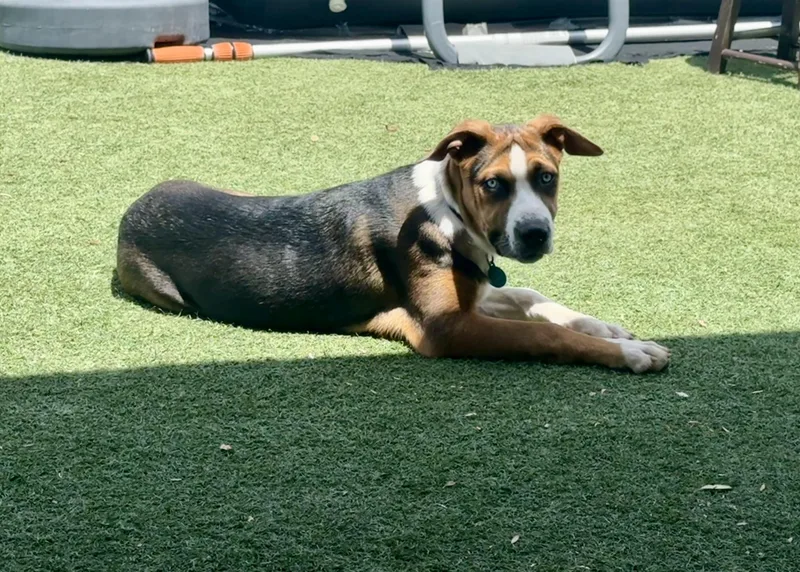 A baby medium-sized male Australian Shepherd dog named Bluey for adoption in Tucson, AZ