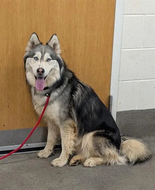 A young large-sized female Siberian Husky dog named Pearlina for adoption in Upper Marlboro, MD