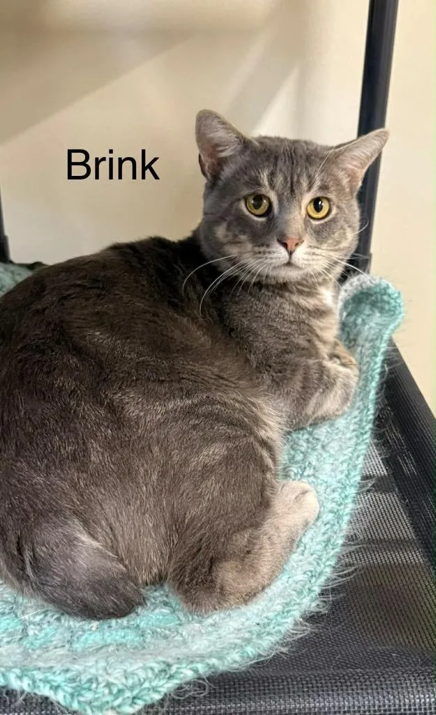 A young large-sized male Domestic Short Hair cat named Brink for adoption in Plattsburgh, NY