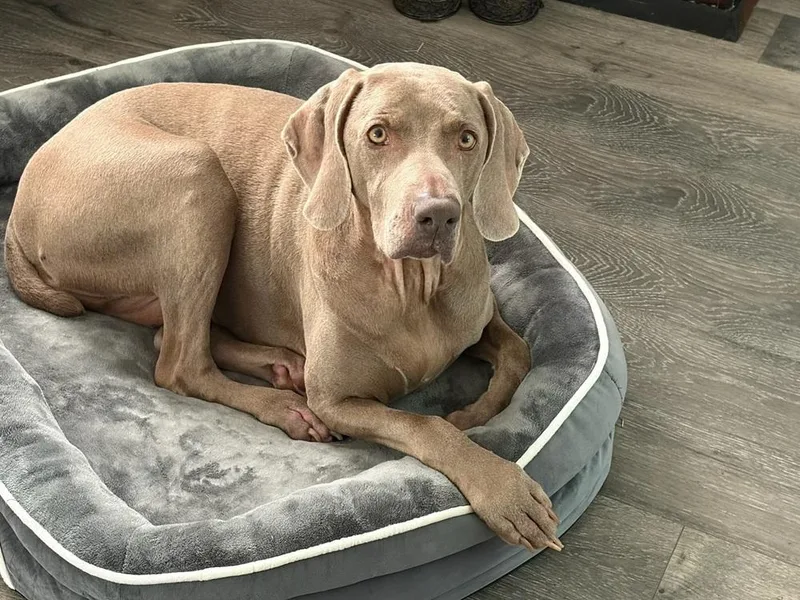 An adult large-sized female Gray / Blue / Silver Weimaraner dog named Molly Sa for adoption in Dallas, TX