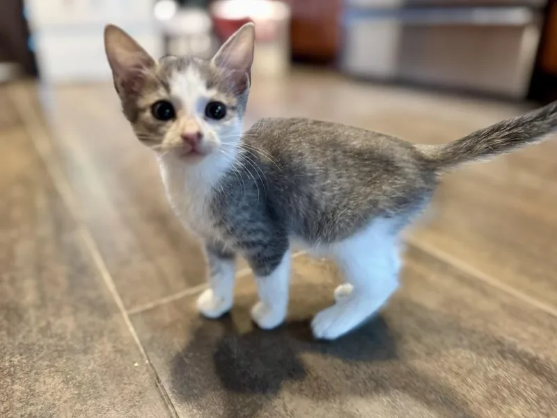 A baby small-sized female Domestic Short Hair cat named Whimsy for adoption in Ferndale, MI
