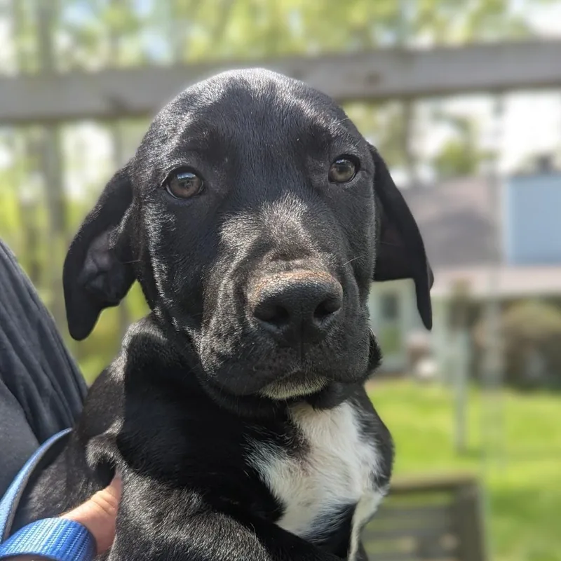 A baby large-sized male Black Hound dog named Bandit for adoption in Milner, GA
