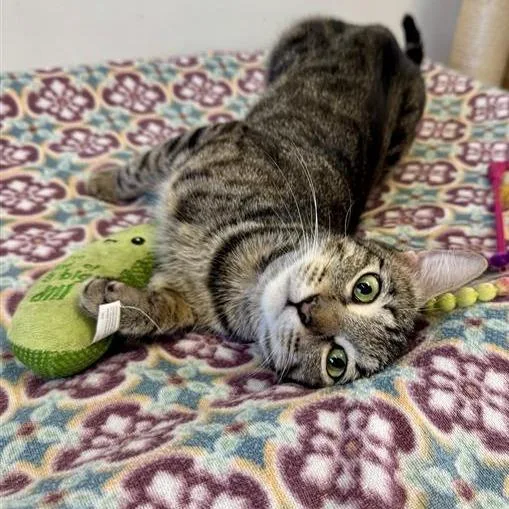 An adult medium-sized female Brown / Chocolate Domestic Short Hair cat named Pomona for adoption in Long Beach, CA