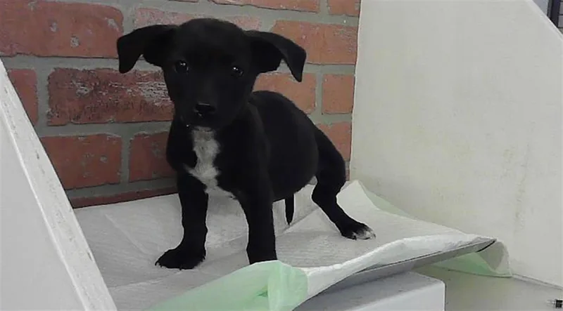 A baby small-sized male Chihuahua dog named Scout for adoption in Houston, TX