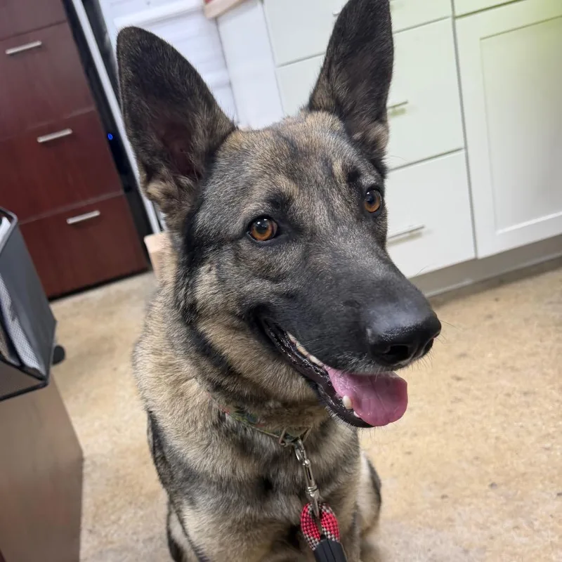 An adult medium-sized female Black Belgian Shepherd / Malinois dog named Penny for adoption in Madisonville, KY