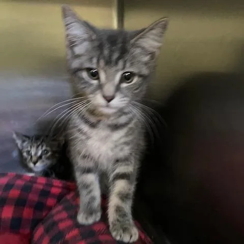A baby small-sized female Gray / Blue / Silver Domestic Short Hair cat named California for adoption in Dayton, OH