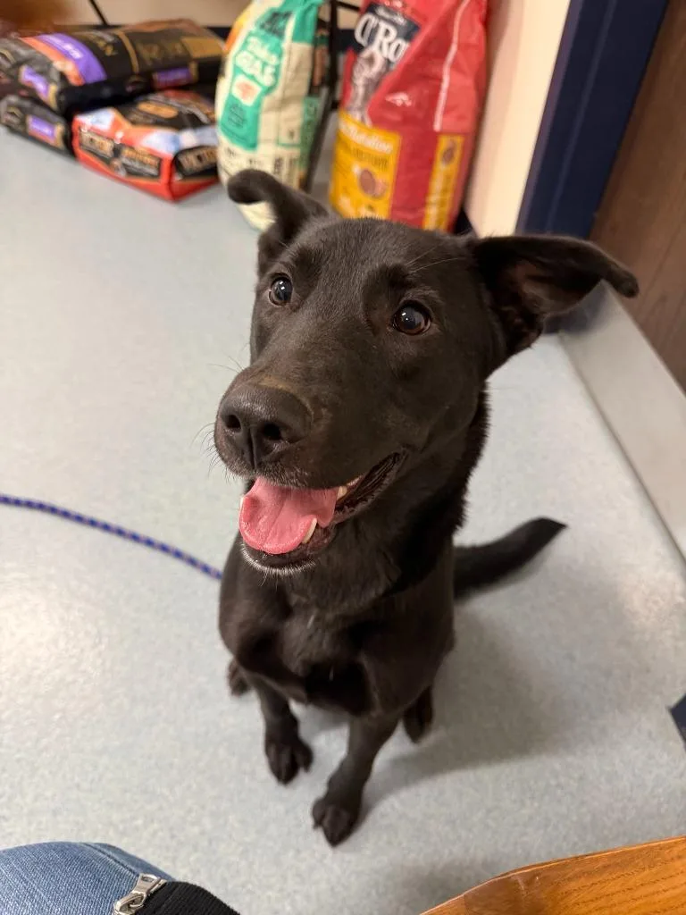 A young medium-sized female Labrador Retriever dog named Raven for adoption in Portland, IN