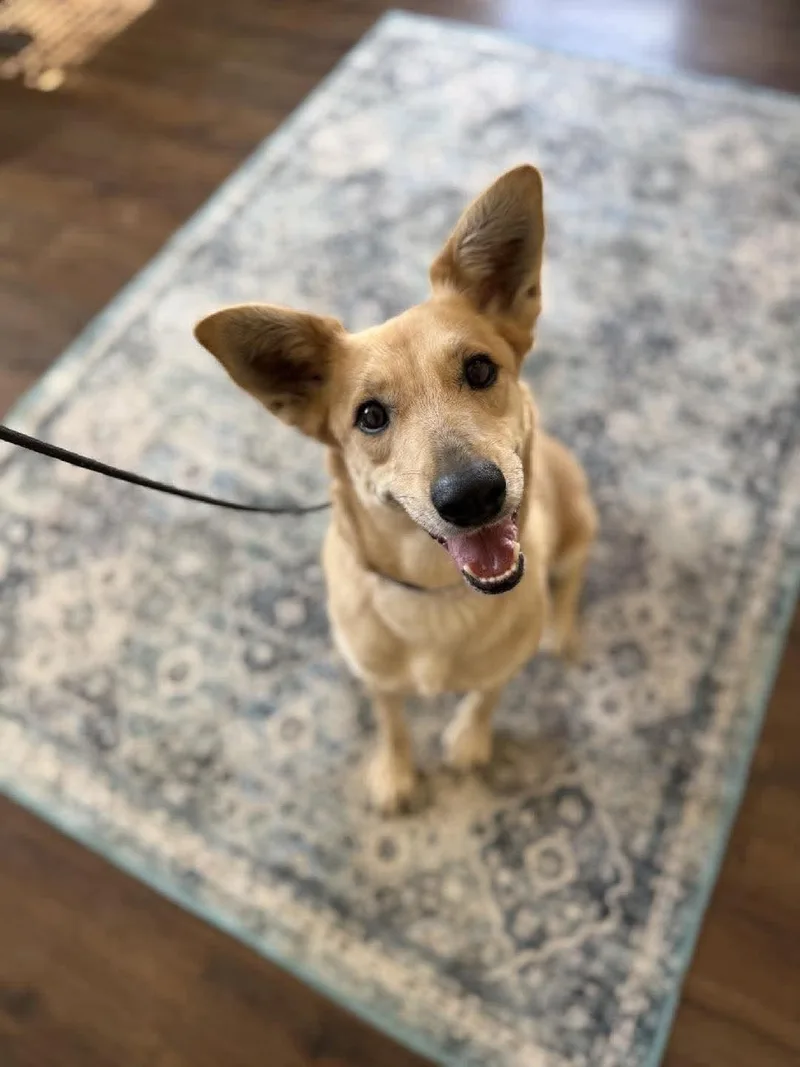 An adult medium-sized female Labrador Retriever dog named Winnie for adoption in Anza, CA