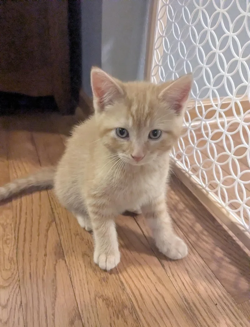 A baby small-sized male Tabby (Orange / Red) Domestic Short Hair cat named Biscuit for adoption in Belvidere, IL
