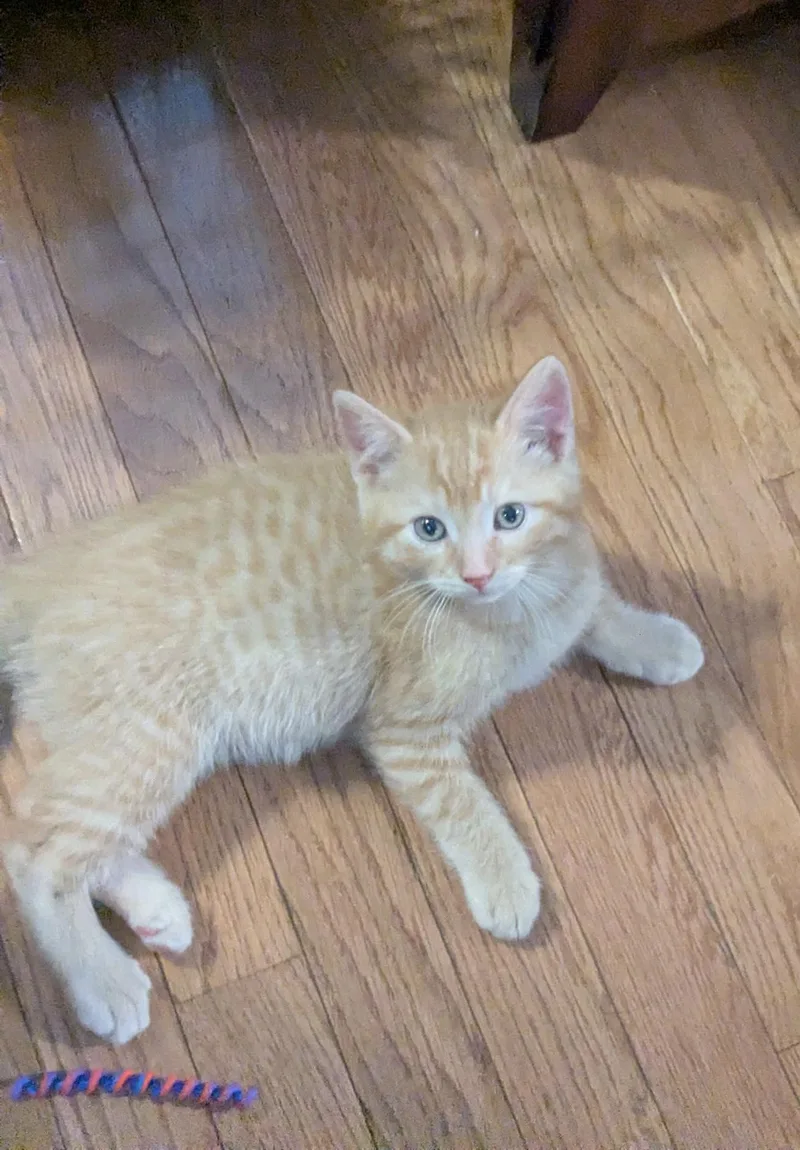 Biscuit thumbnail 2