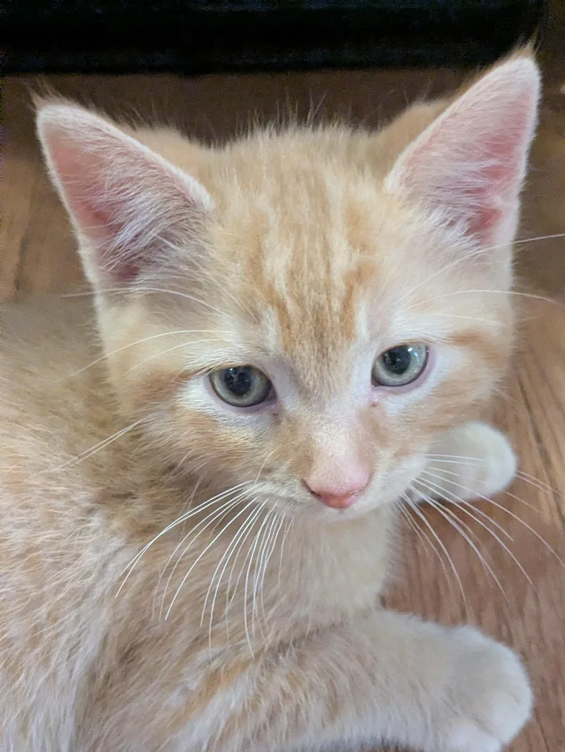 Biscuit thumbnail 3