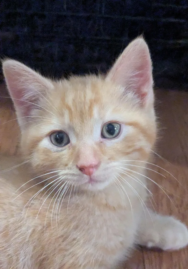 Biscuit thumbnail 5