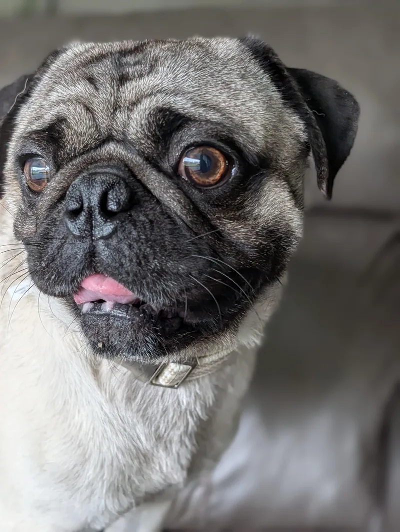 An adult small-sized male Apricot / Beige Pug dog named Burton for adoption in Baton Rouge, LA