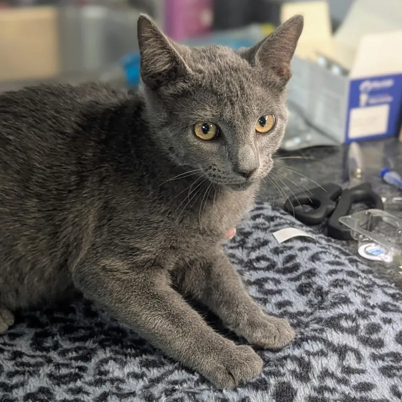 A baby small-sized male Gray / Blue / Silver Russian Blue cat named Squash for adoption in Brighton, MO
