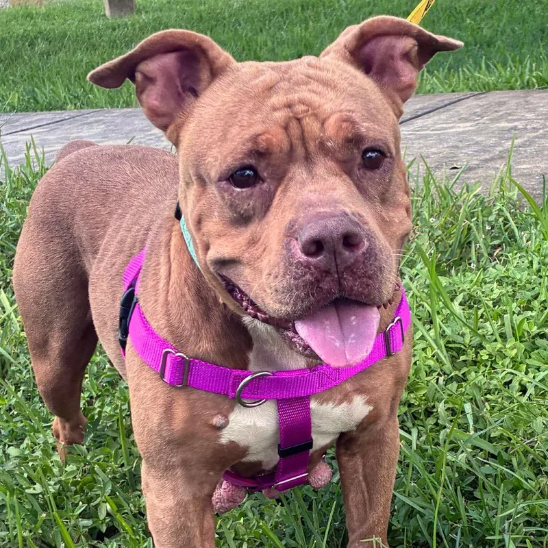 An adult medium-sized female English Bulldog dog named Meatball for adoption in Fort Lauderdale, FL