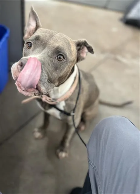 An adult large-sized female Mixed Breed dog named Tampa for adoption in Dallas, TX