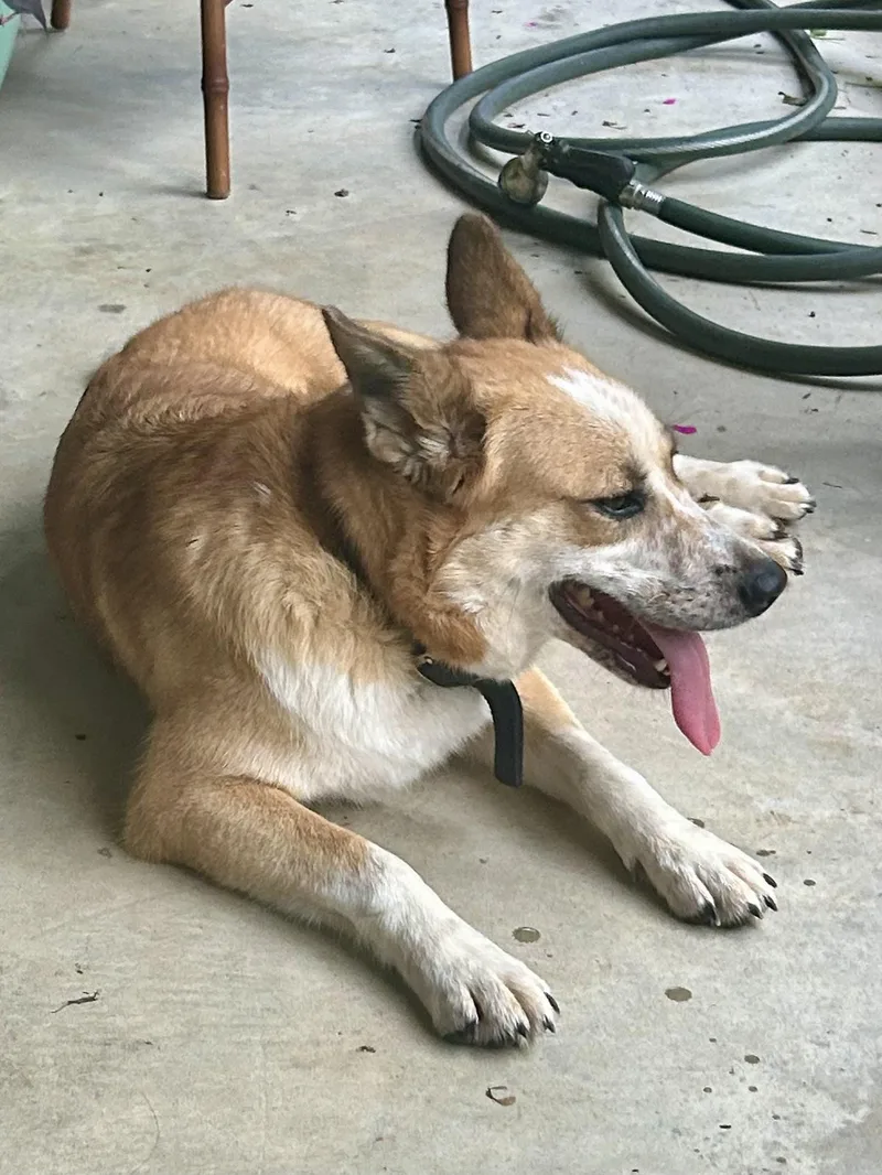 Yappy thumbnail 5