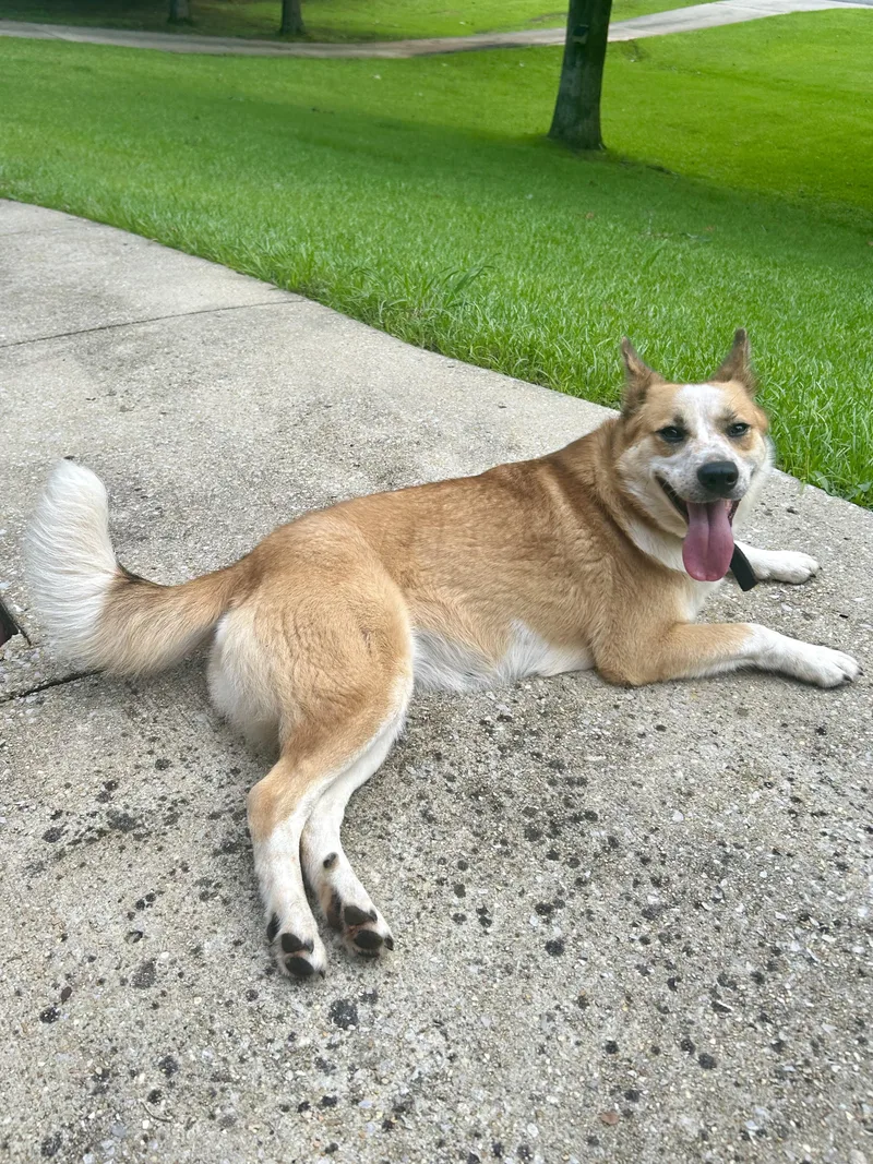 Yappy thumbnail 6
