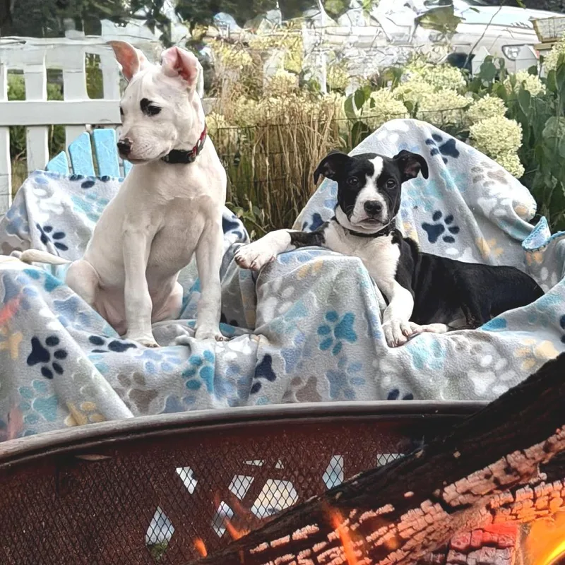A baby small-sized male White / Cream Mixed Breed dog named Donnie for adoption in West Olive, MI