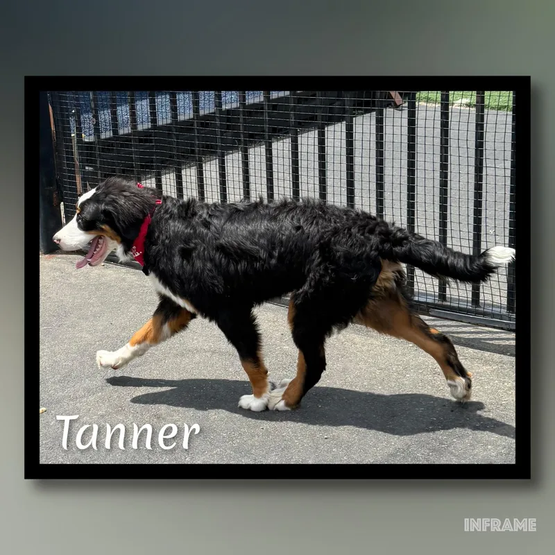 A young large-sized male Tricolor (Brown, Black, & White) Bernese Mountain Dog dog named Tanner for adoption in Fredericksburg, VA