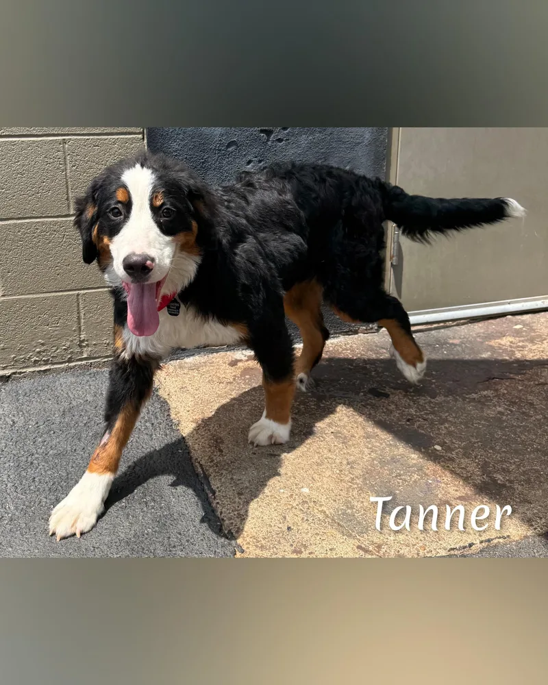Tanner thumbnail 2