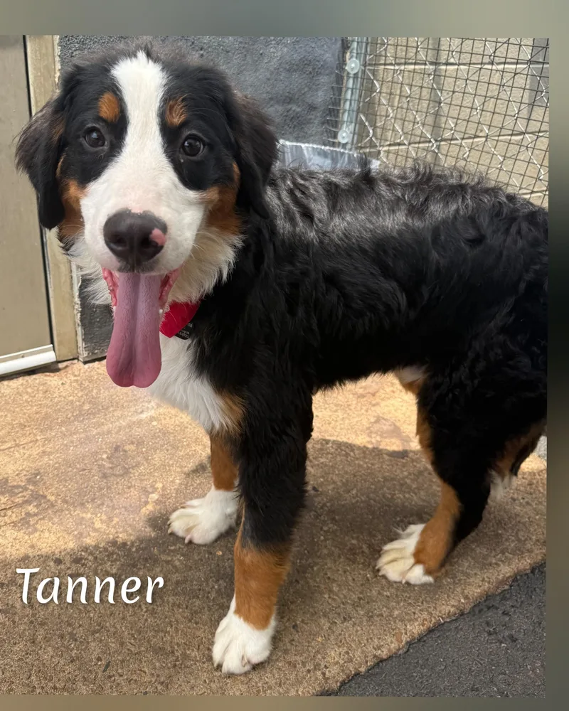 Tanner thumbnail 3
