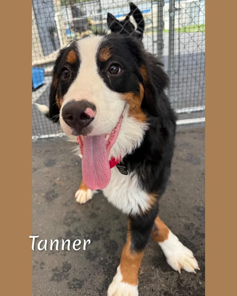 Tanner thumbnail 6