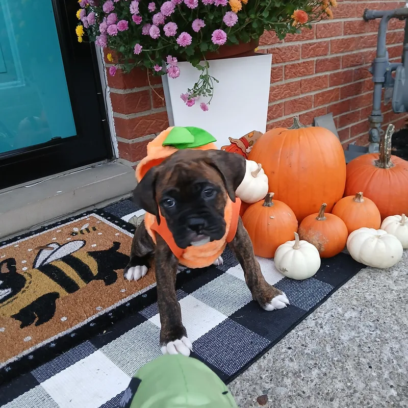 A baby large-sized male Boxer dog named Marlin for adoption in Elyria, OH