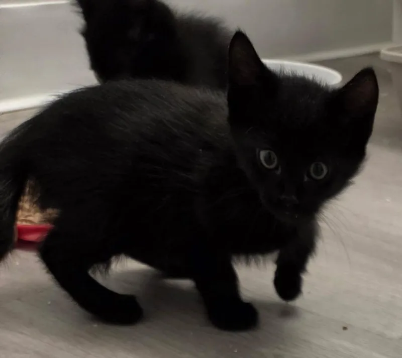A baby medium-sized male Domestic Short Hair cat named Cosmo for adoption in Tampa, FL