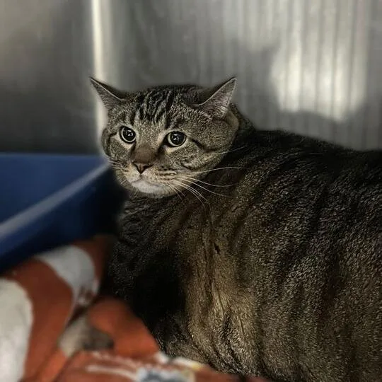 An adult extra large-sized male Brown / Chocolate Domestic Short Hair cat named Tiger for adoption in Davenport, IA