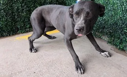 An adult large-sized female Black Pit Bull Terrier dog named Chanel for adoption in El Paso, TX
