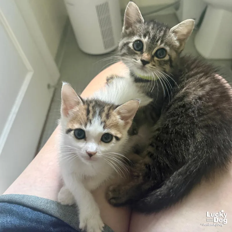 A baby medium-sized female Domestic Short Hair cat named Tilly for adoption in Washington, DC