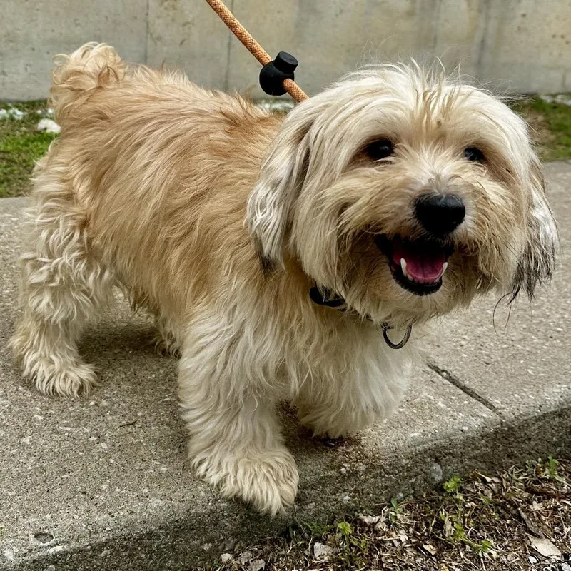 A senior small-sized male Yellow / Tan / Blond / Fawn Maltese dog named Milo for adoption in Warrensburg, MO