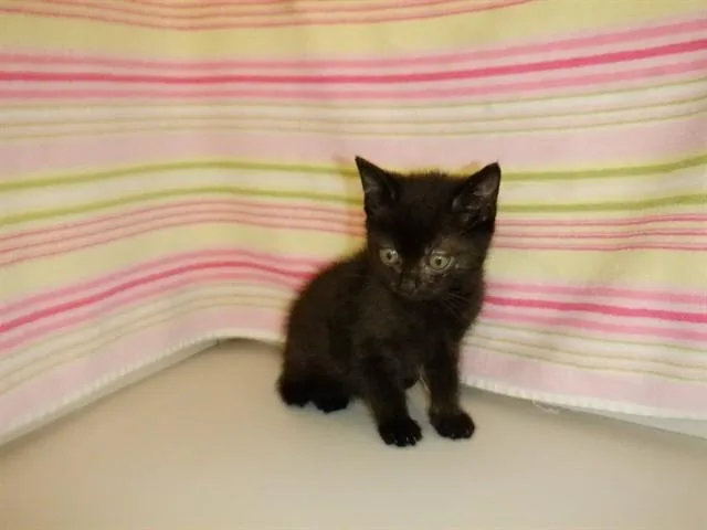 A baby small-sized male Domestic Short Hair cat named Cersi for adoption in San Jose, CA