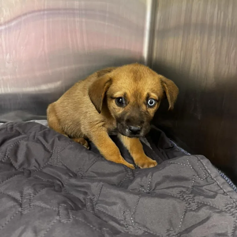A baby medium-sized female Brown / Chocolate Mixed Breed dog named Tansy for adoption in Bastrop, TX
