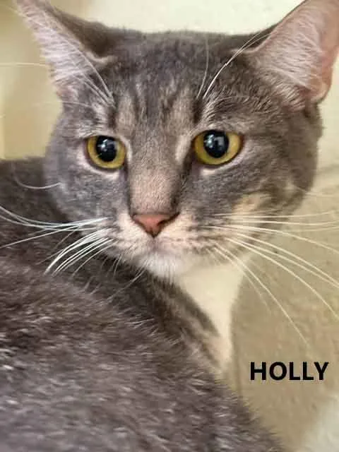An adult medium-sized female Tabby (Gray / Blue / Silver) Domestic Short Hair cat named Holly for adoption in Washington, GA